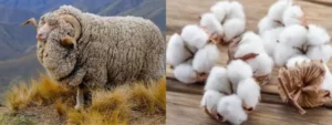 wool vs cotton