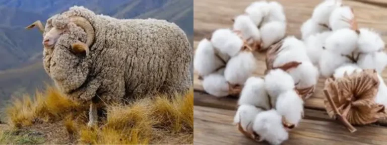 wool vs cotton
